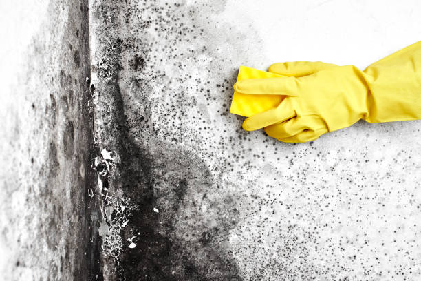 Best Mold Remediation for Rental Properties  in Golden Gate, FL